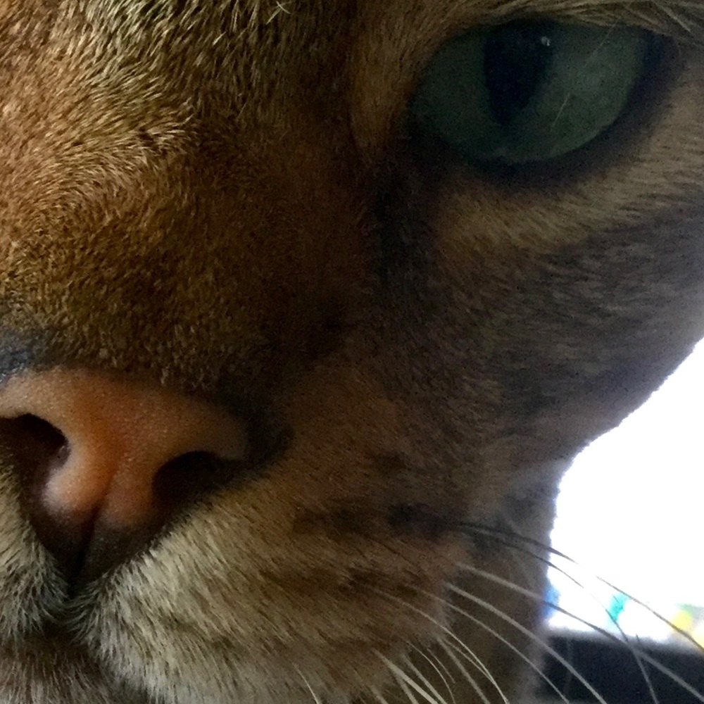 Meet your Posher, Julienne